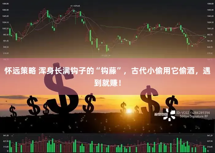 怀远策略 浑身长满钩子的“钩藤”，古代小偷用它偷酒，遇到就赚！